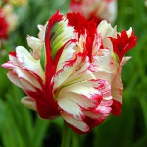 Тюльпан Эстелла Рижнвельд купить по цене от 500р. в интернет-магазине «Посадика» с доставкой почтой в в Киришие и по всей России – [изображение №1].