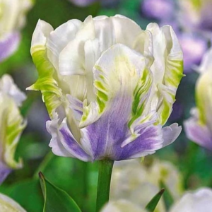 Тюльпан Уайт Лизарт купить по цене от 360р. в интернет-магазине «Посадика» с доставкой почтой в в Киришие и по всей России – [изображение №1].