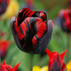 Тюльпан Блэк Перрот купить по цене от 351р. в интернет-магазине «Посадика» с доставкой почтой в в Киришие и по всей России – [изображение №1].