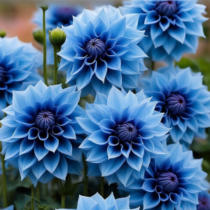 Георгин Вижапе купить по цене от 699р. в интернет-магазине «Посадика» с доставкой почтой в в Киришие и по всей России – [изображение №1].