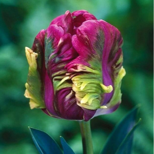 Тюльпан Экзотик Хэвен купить по цене от 186р. в интернет-магазине «Посадика» с доставкой почтой в в Киришие и по всей России – [изображение №1].