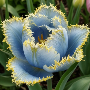 Тюльпан Махровый Амплуа купить по цене от 199р. в интернет-магазине «Посадика» с доставкой почтой в в Киришие и по всей России – [изображение №1].