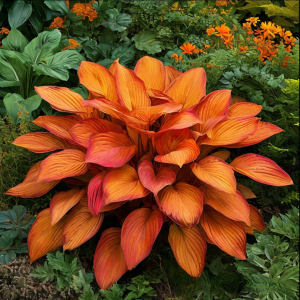 Хоста Солнечный Нектар купить по цене от 605р. в интернет-магазине «Посадика» с доставкой почтой в в Киришие и по всей России – [изображение №1].