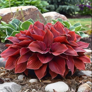 Хоста Рэд Эйнджл купить по цене от 549р. в интернет-магазине «Посадика» с доставкой почтой в в Киришие и по всей России – [изображение №1].