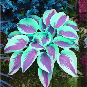 Хоста Висперин Бьюти купить по цене от 379р. в интернет-магазине «Посадика» с доставкой почтой в в Киришие и по всей России – [изображение №1].