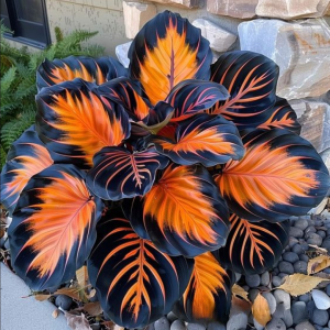 Хоста Сикрет Форест купить по цене от 601р. в интернет-магазине «Посадика» с доставкой почтой в в Киришие и по всей России – [изображение №1].