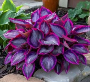 Хоста Сикрет Гарденс купить по цене от 549р. в интернет-магазине «Посадика» с доставкой почтой в в Киришие и по всей России – [изображение №1].