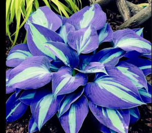 Хоста Аурелия купить по цене от 450р. в интернет-магазине «Посадика» с доставкой почтой в в Киришие и по всей России – [изображение №1].