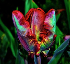 Тюльпан Эирпрайз купить по цене от 270р. в интернет-магазине «Посадика» с доставкой почтой в в Киришие и по всей России – [изображение №1].