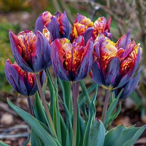 Тюльпан Опал Дрим купить по цене от 207р. в интернет-магазине «Посадика» с доставкой почтой в в Киришие и по всей России – [изображение №1].