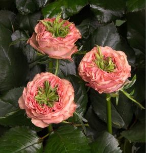 Роза Амбер Инчант купить по цене от 495р. в интернет-магазине «Посадика» с доставкой почтой в в Киришие и по всей России – [изображение №1].