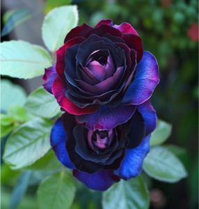 Роза Скарлет Рэвери купить по цене от 489р. в интернет-магазине «Посадика» с доставкой почтой в в Киришие и по всей России – [изображение №1].