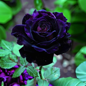 Роза Блэк Пантер купить по цене от 319р. в интернет-магазине «Посадика» с доставкой почтой в в Киришие и по всей России – [изображение №1].