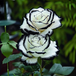 Роза Силк Ивин купить по цене от 319р. в интернет-магазине «Посадика» с доставкой почтой в в Киришие и по всей России – [изображение №1].