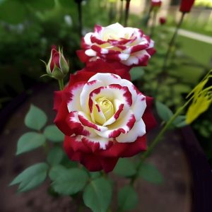 Роза Роял Глом купить по цене от 401р. в интернет-магазине «Посадика» с доставкой почтой в в Киришие и по всей России – [изображение №1].