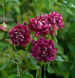 Роза Опаловый Пейзаж купить по цене от 490р. в интернет-магазине «Посадика» с доставкой почтой в в Киришие и по всей России – [изображение №1].