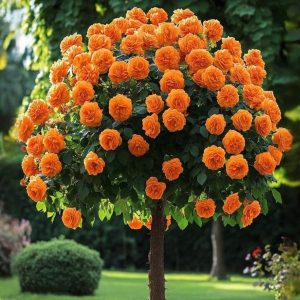 Роза Солнечный Шарм купить по цене от 349р. в интернет-магазине «Посадика» с доставкой почтой в в Киришие и по всей России – [изображение №1].