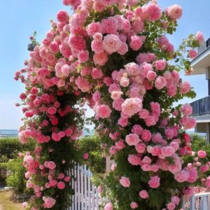 Роза Пастель Розе купить по цене от 605р. в интернет-магазине «Посадика» с доставкой почтой в в Киришие и по всей России – [изображение №1].