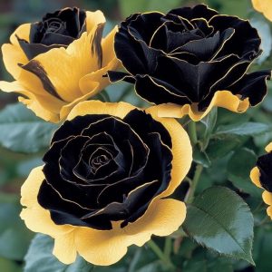 Роза Ханни Сикл купить по цене от 700р. в интернет-магазине «Посадика» с доставкой почтой в в Киришие и по всей России – [изображение №1].