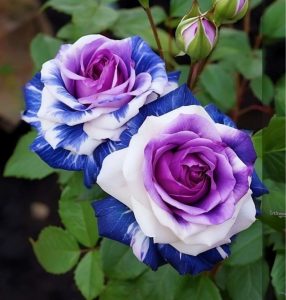 Роза Айвори Каскад купить по цене от 420р. в интернет-магазине «Посадика» с доставкой почтой в в Киришие и по всей России – [изображение №1].