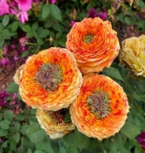 Роза Золотой Мираж купить по цене от 420р. в интернет-магазине «Посадика» с доставкой почтой в в Киришие и по всей России – [изображение №1].