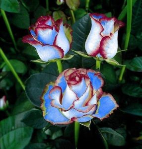 Роза Сафайер Пэтл купить по цене от 450р. в интернет-магазине «Посадика» с доставкой почтой в в Киришие и по всей России – [изображение №1].