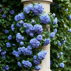 Роза плетистая Блю Перпл купить по цене от 540р. в интернет-магазине «Посадика» с доставкой почтой в в Киришие и по всей России – [изображение №1].